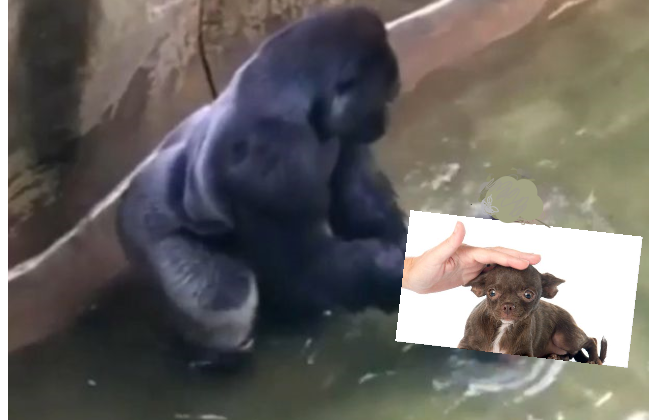 GoodboyLess