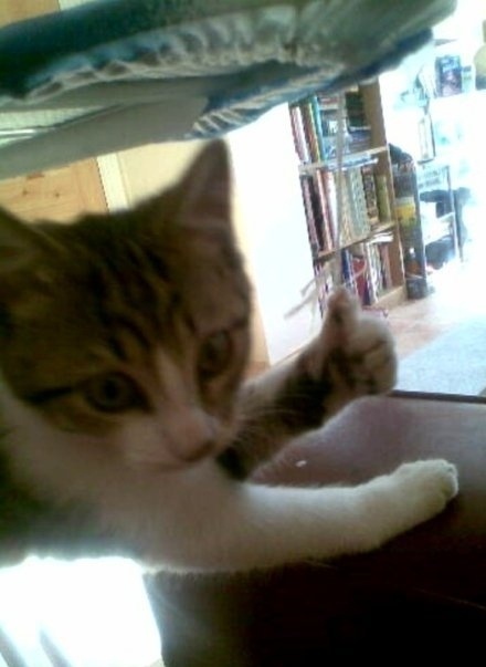 Cat approves