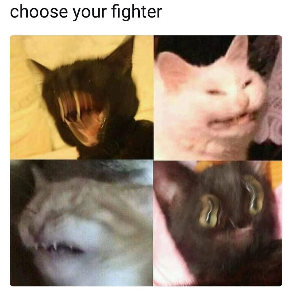 pick your cate wisely