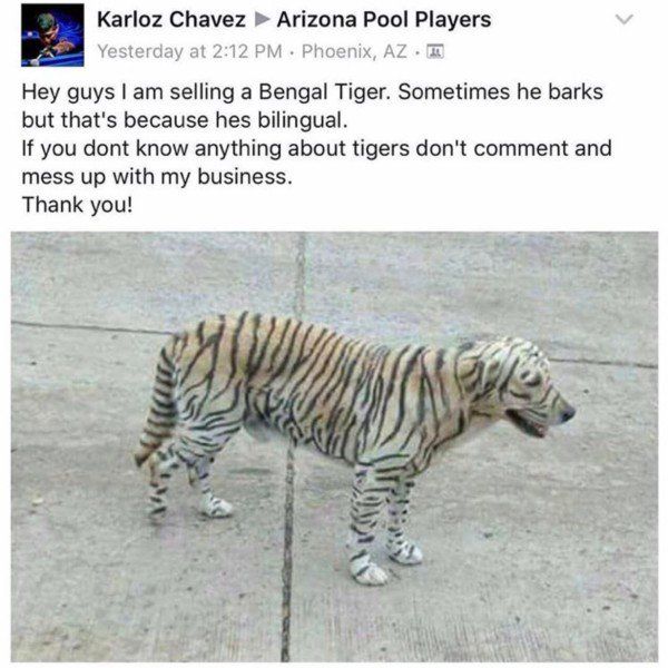 Selling this real tiger