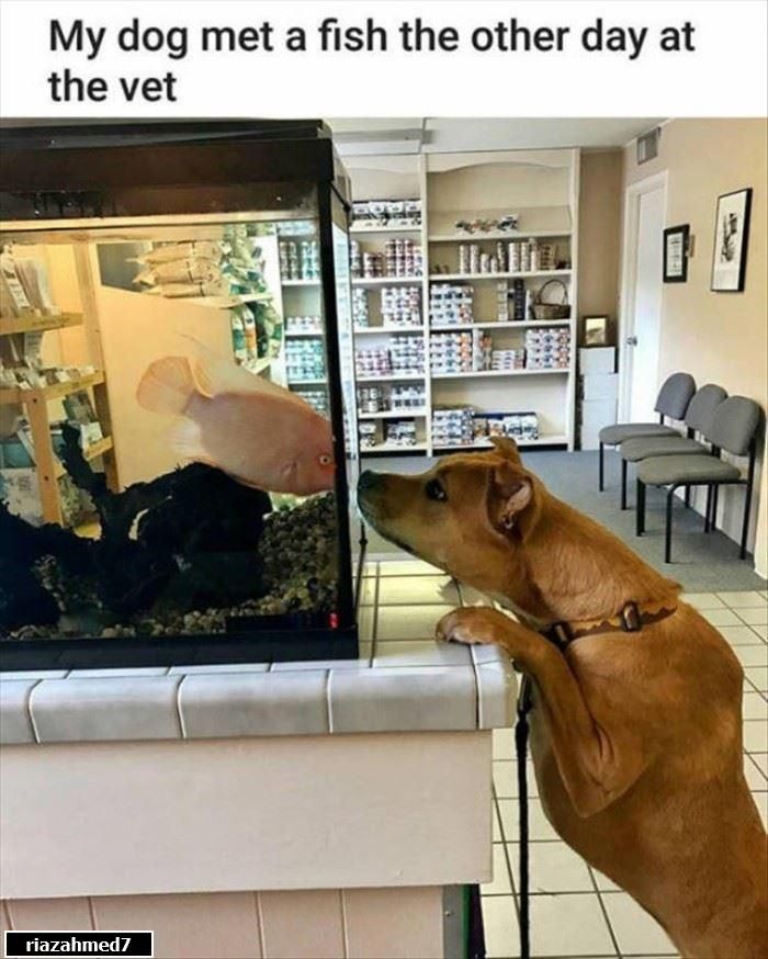 My Dog Met The Fish.