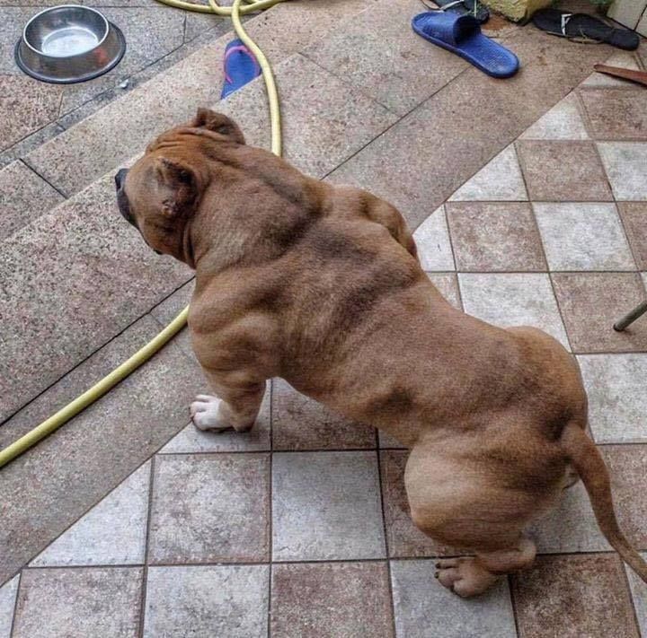 When your dog finds out where you keep your protein