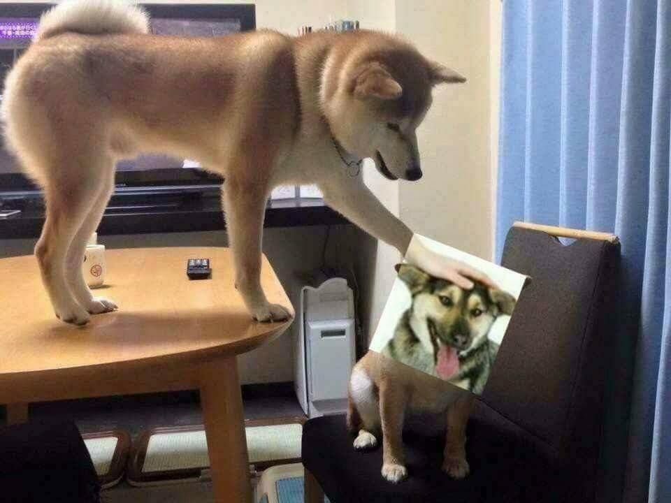 meta