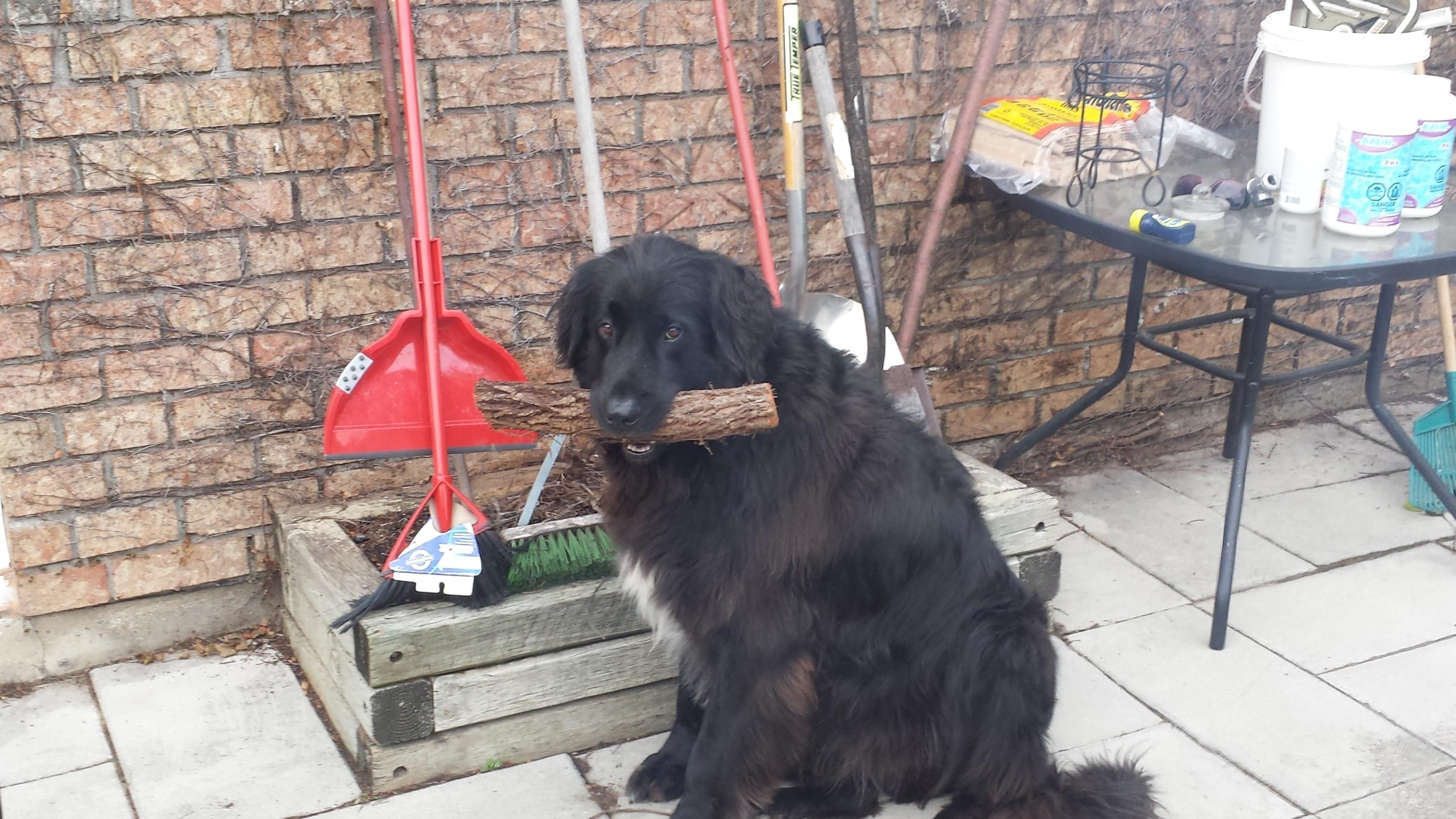 This is Ben. He doesn't know what the Telecom Lobby is but he is a good boy who likes to carry logs.