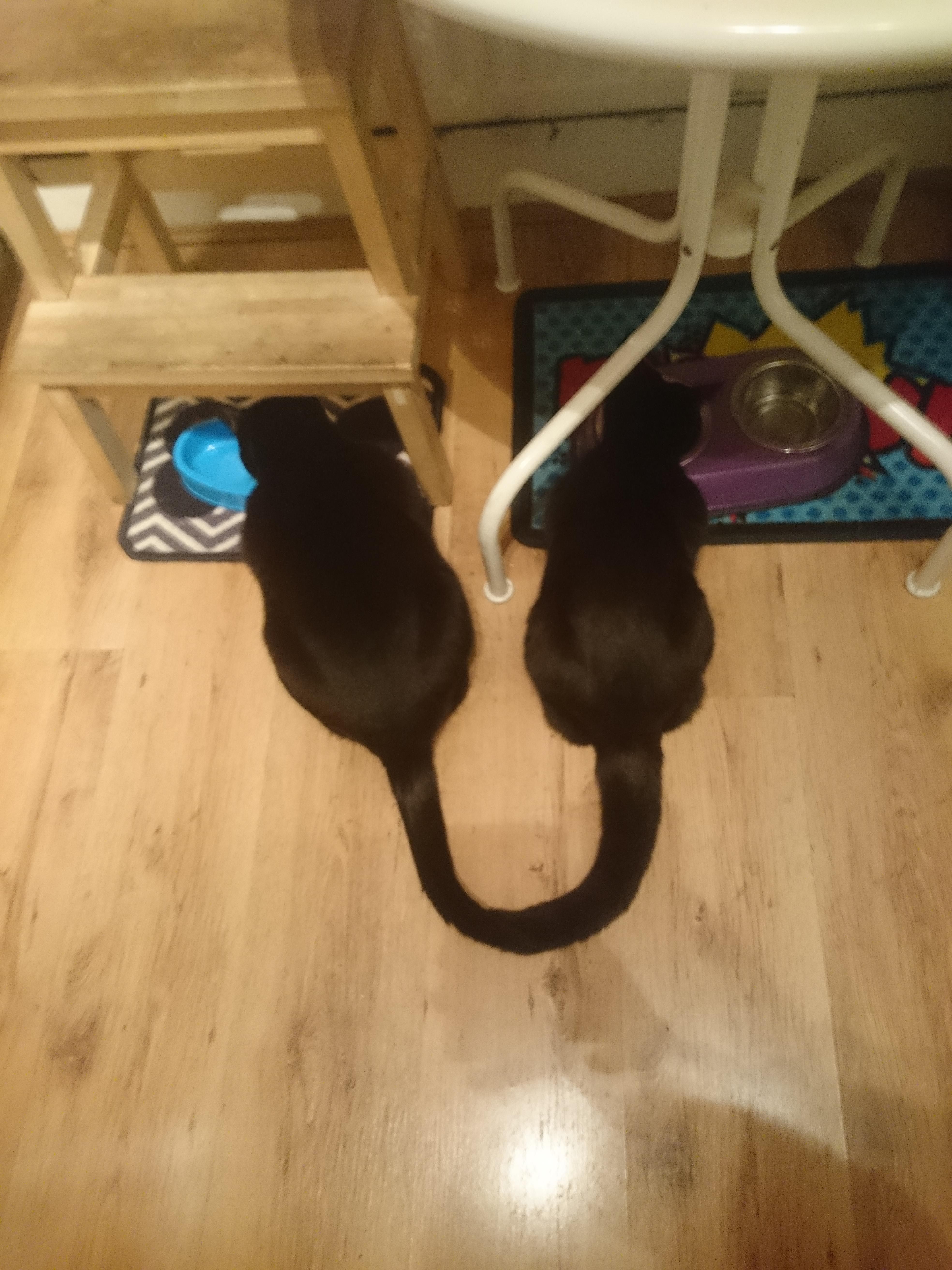 My cats eating together look as if they are joined at the tail.