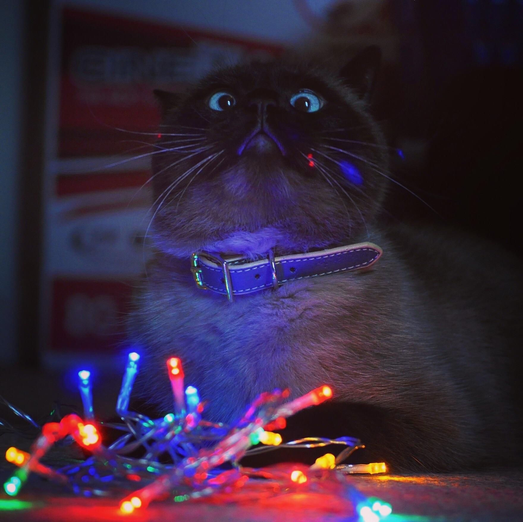 I thought it’d be cute to get a photo of my cat with fairy lights....