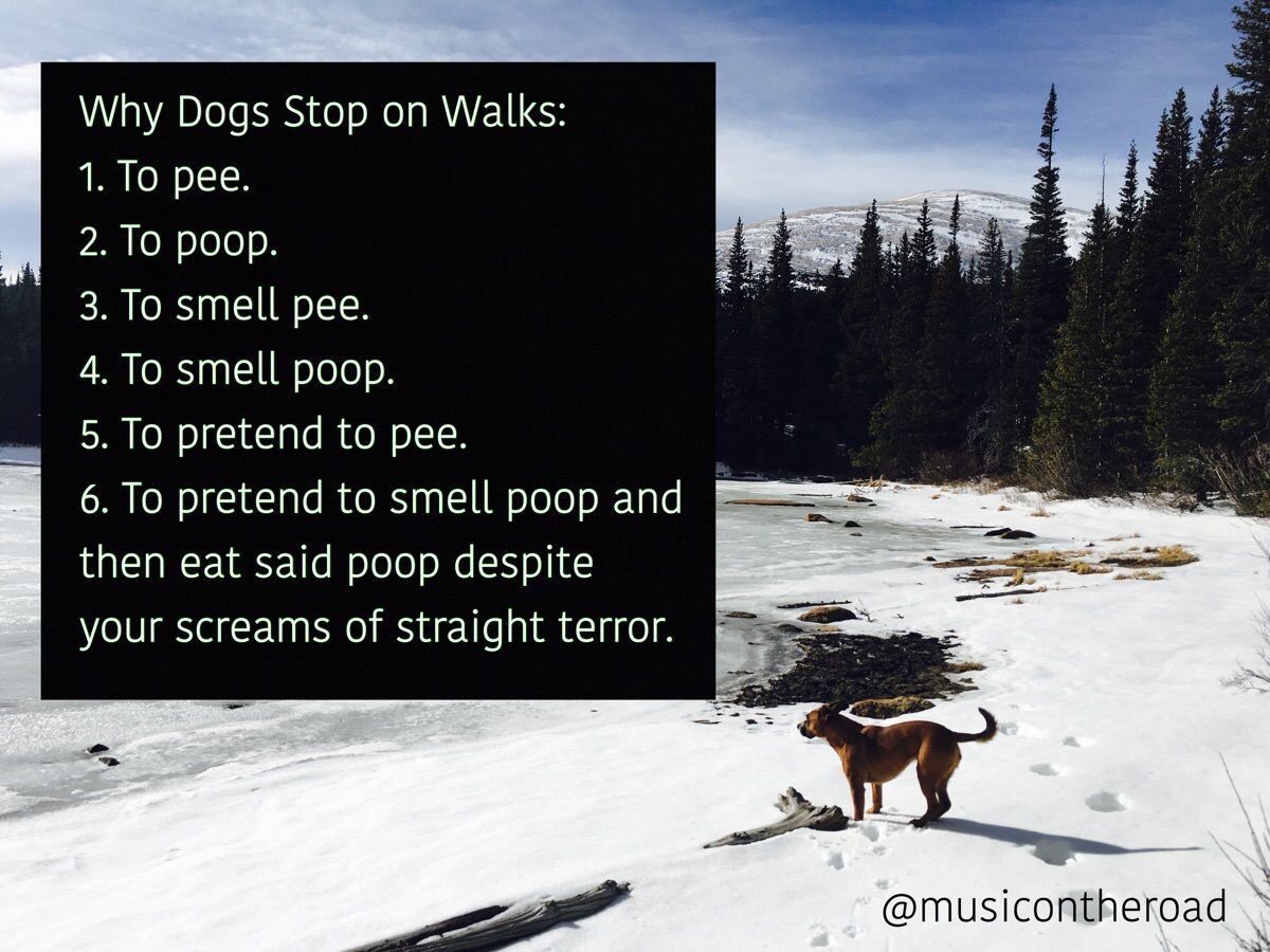 Why Dogs Stop on Walks