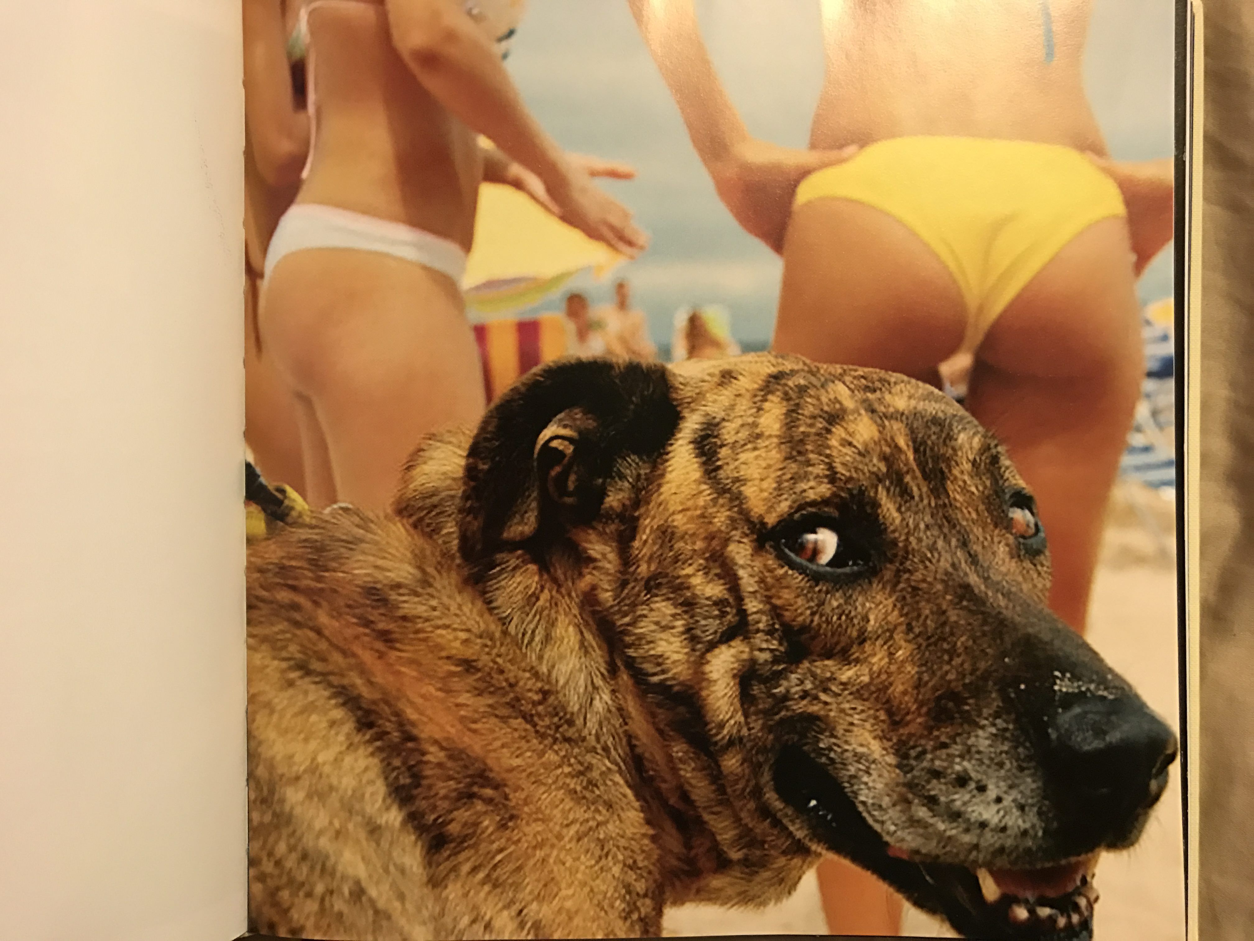This picture of a sly dog from a National Geographic picture book.
