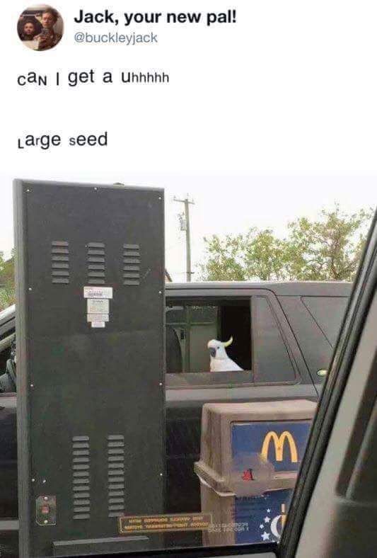 A large seed with extra dip