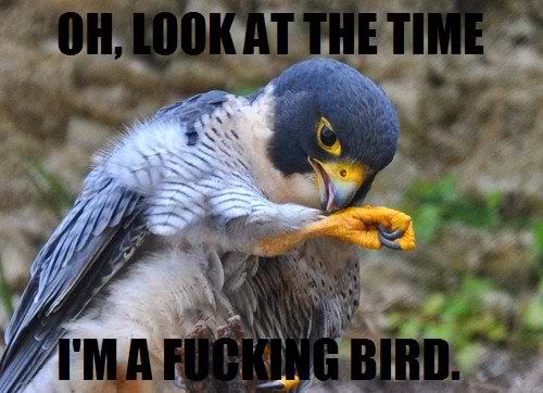 Silly bird, watches are for humans