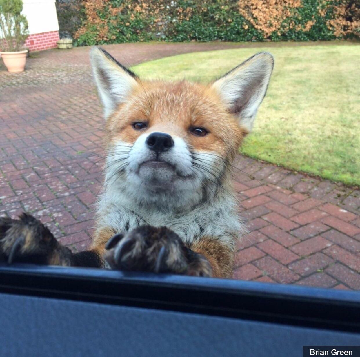 This fox has seen some shit