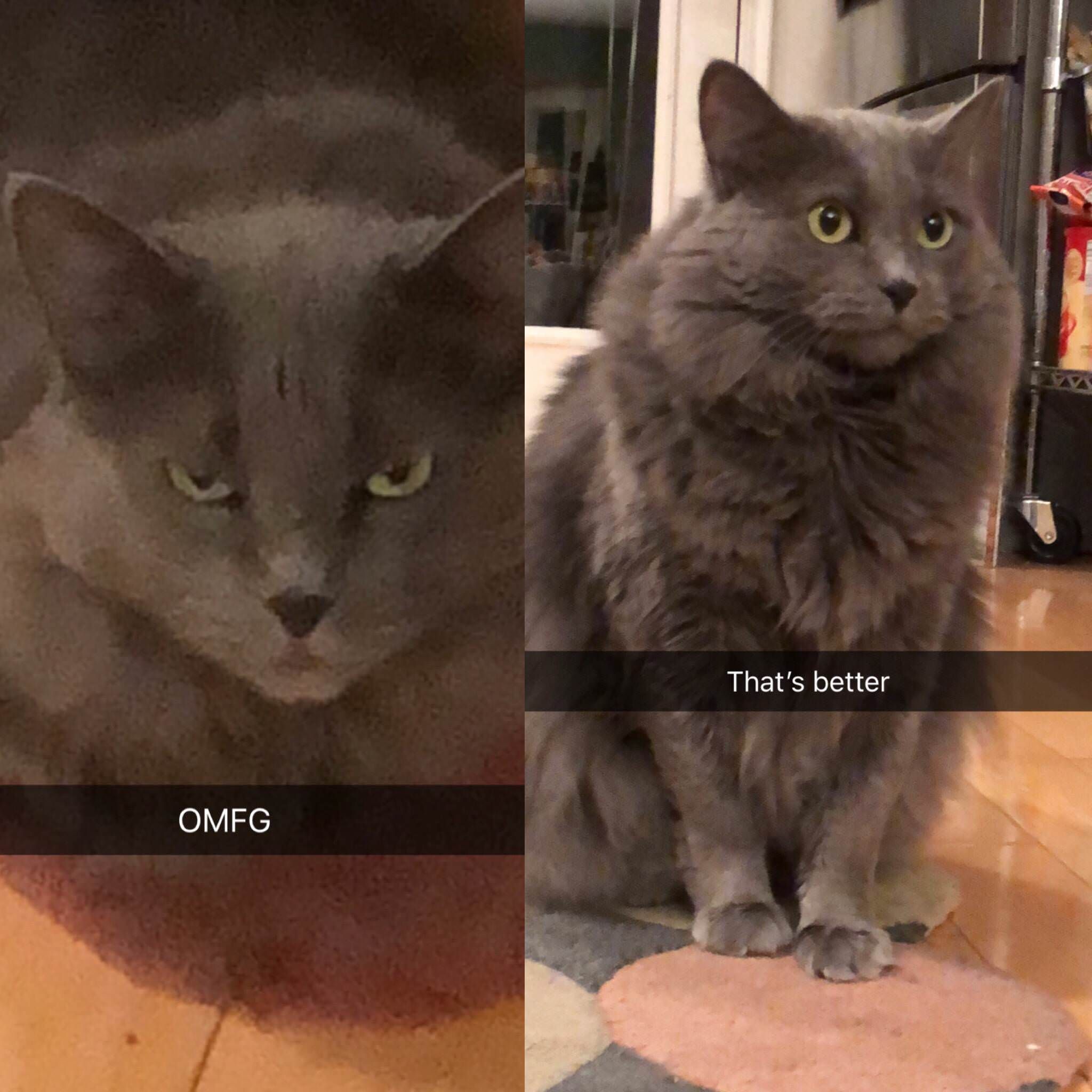Took a picture of my cat before and after being fed