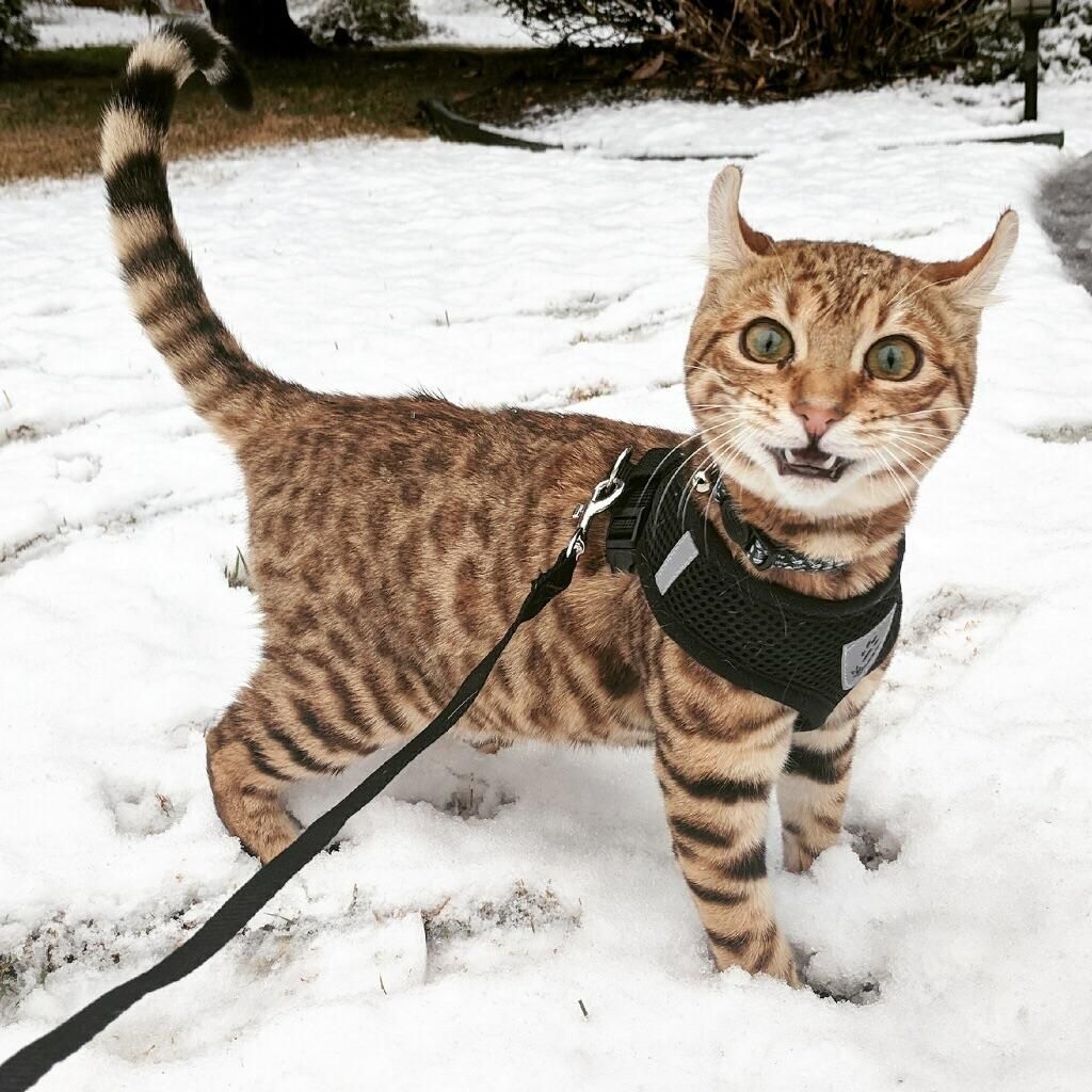 My friend’s cat saw snow for the first time today.