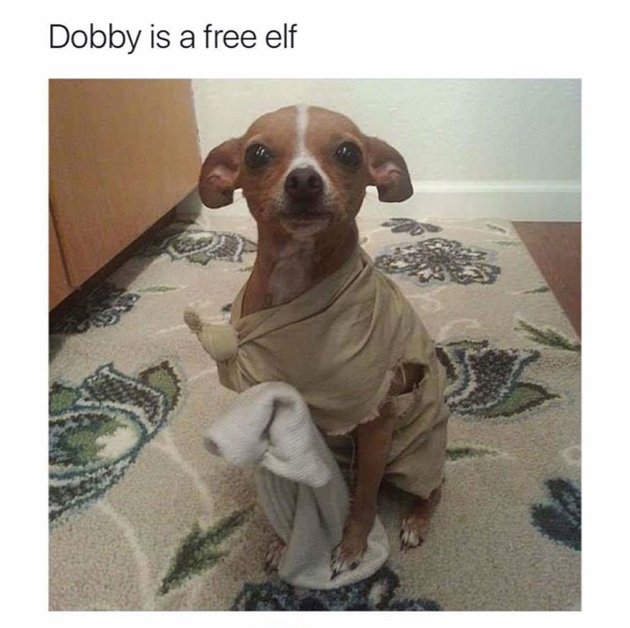 Master gave Dobby a sock