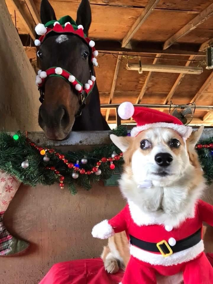 My co-workers dog does not like the annual Christmas photo