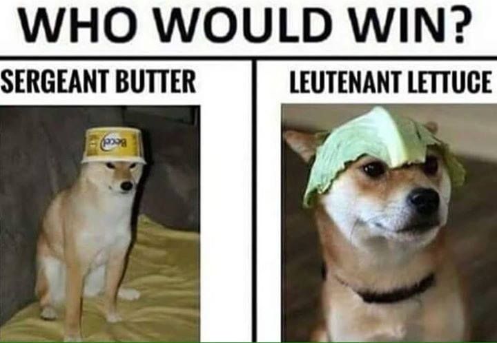 Luetenant Lettuce