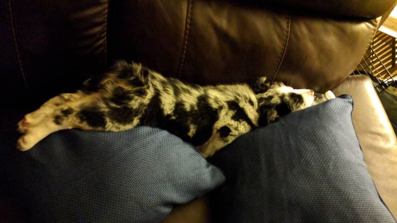 Brought my new puppy home today. I think he’s comfy.