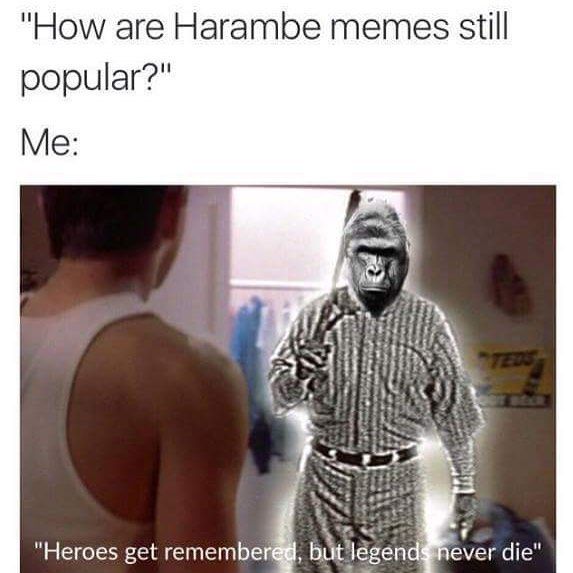 RIP Harambe