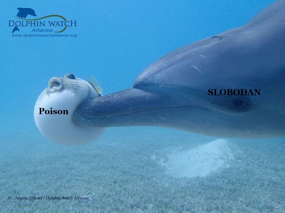 YUM