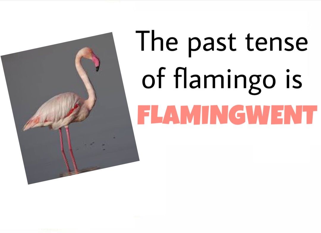 Flamingoes to