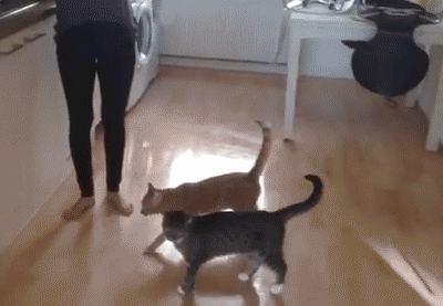Cat jumps insanely high.
