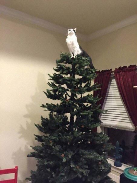 There’s only room for one star on this tree