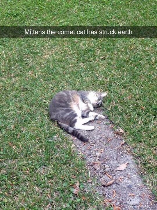 Damn it Mittens