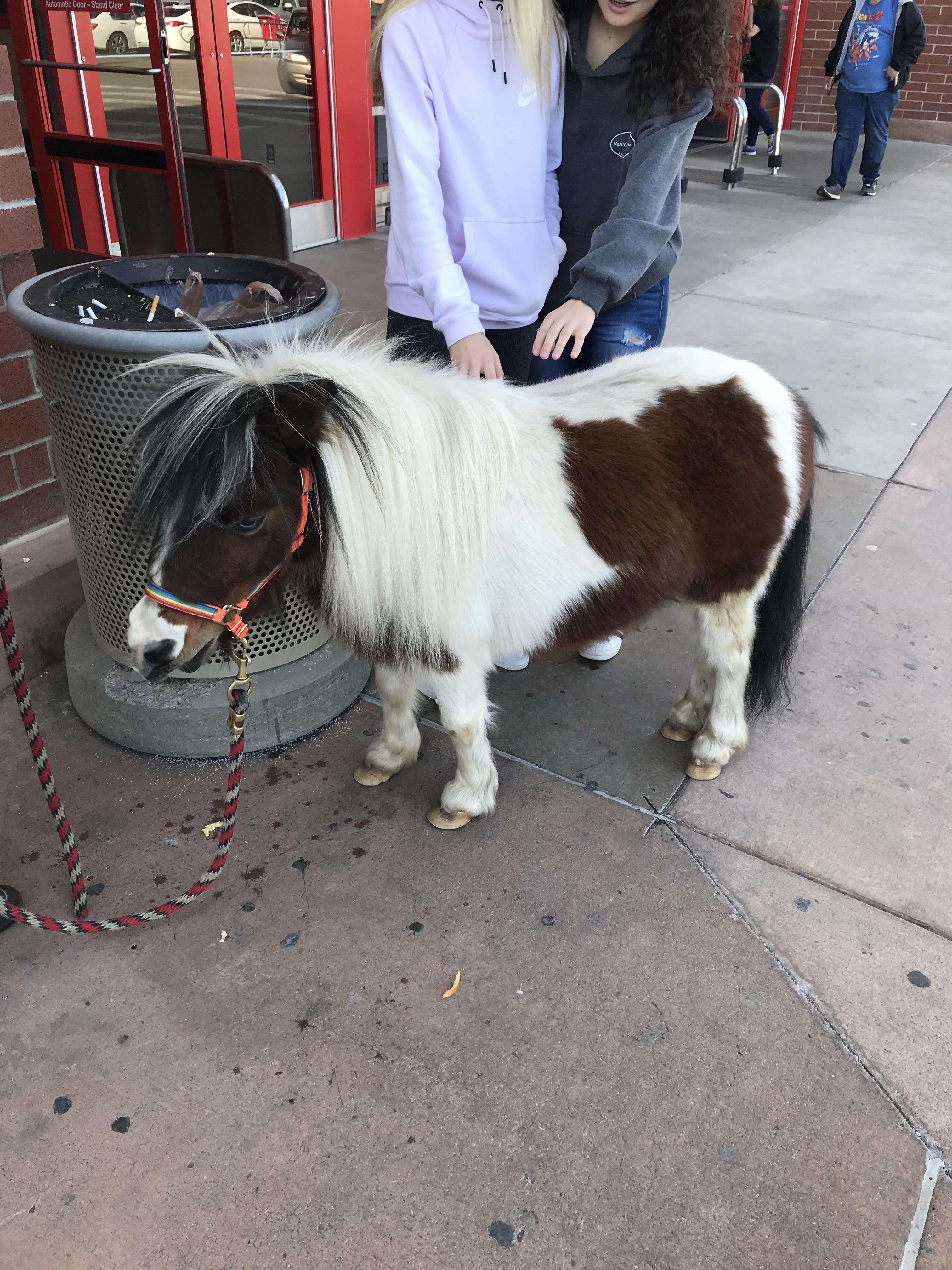 I saw Lil Sebastian at my local target today