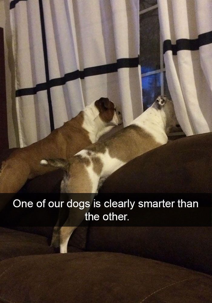 Dogs are definitely smarter than humans?!