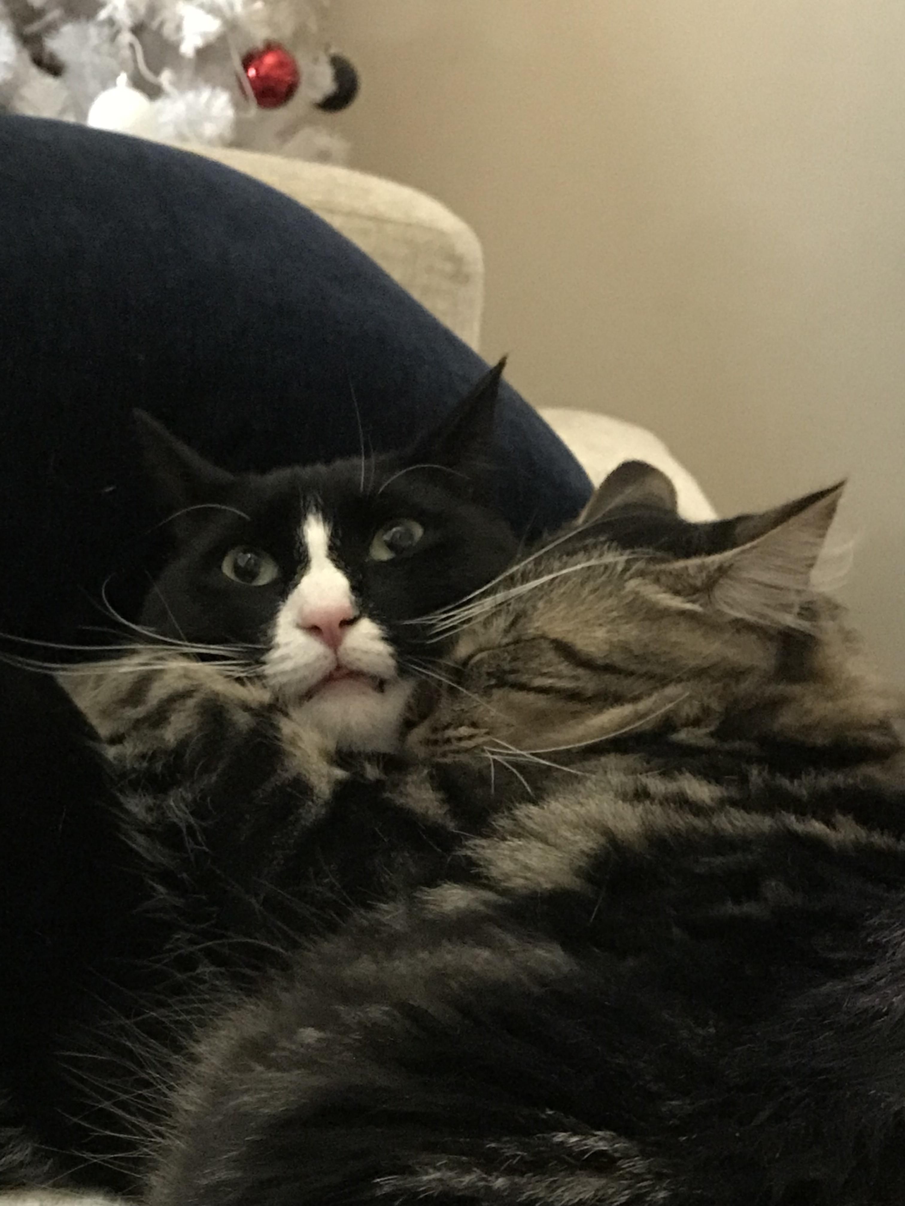 My wife’s cat likes to cuddle but I don’t think my cat does.