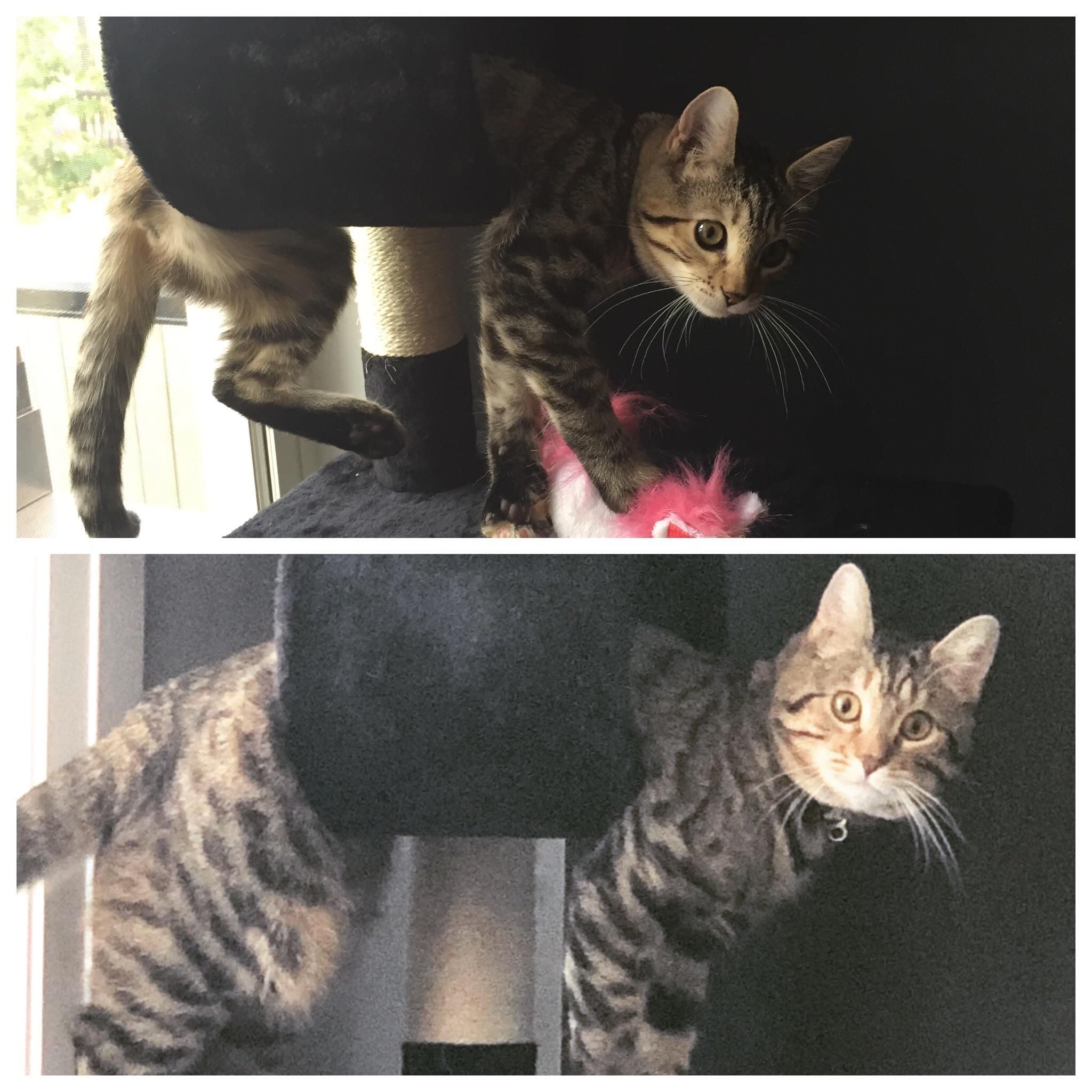 Today my cat decided to recreate her picture from 5 months ago.