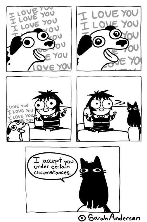 Conditional love from a cat