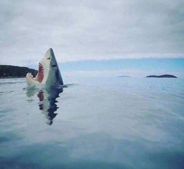 Rare image of shark stepping on a lego