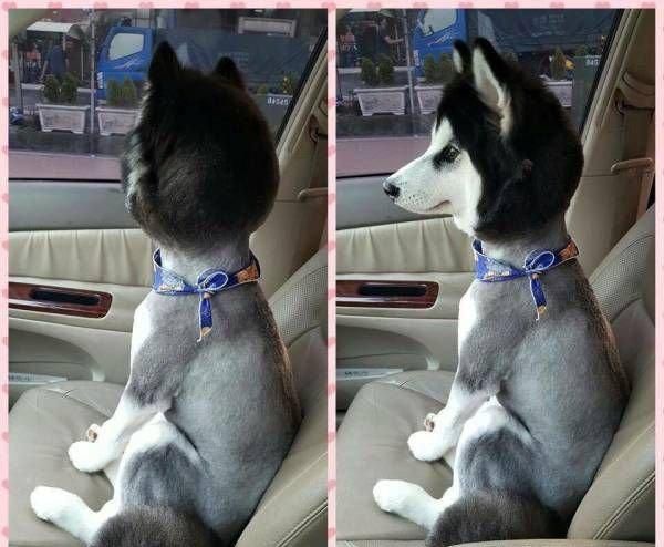 Get a haircut they said