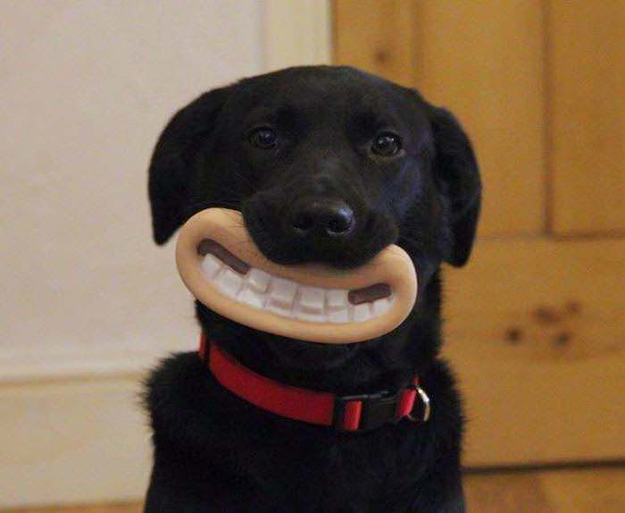 The greatest chew toy of all time.