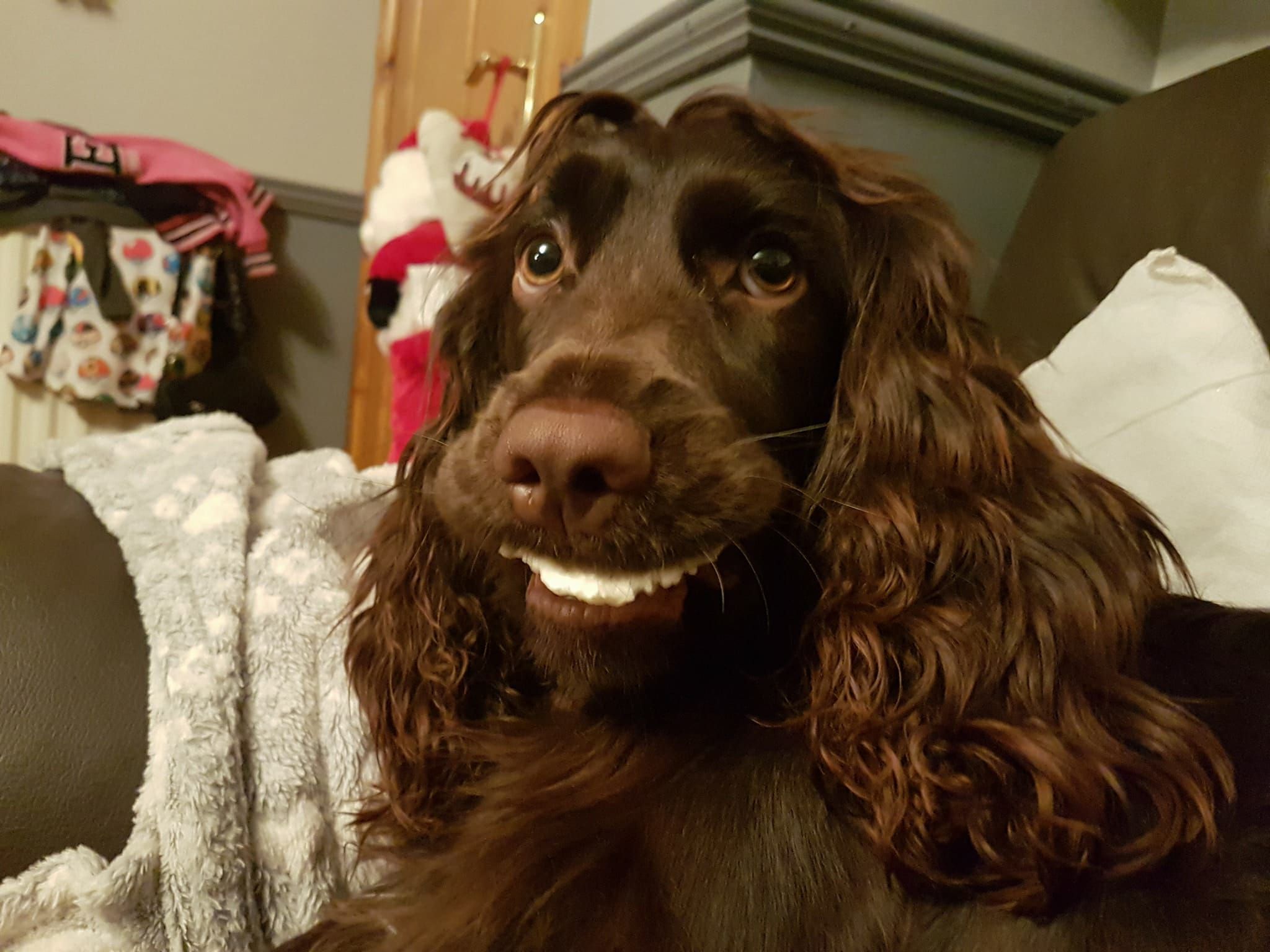 My dog with a rawhide chew gives her a perfect smile