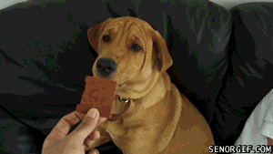 Dog is disgusted by lamb jerky