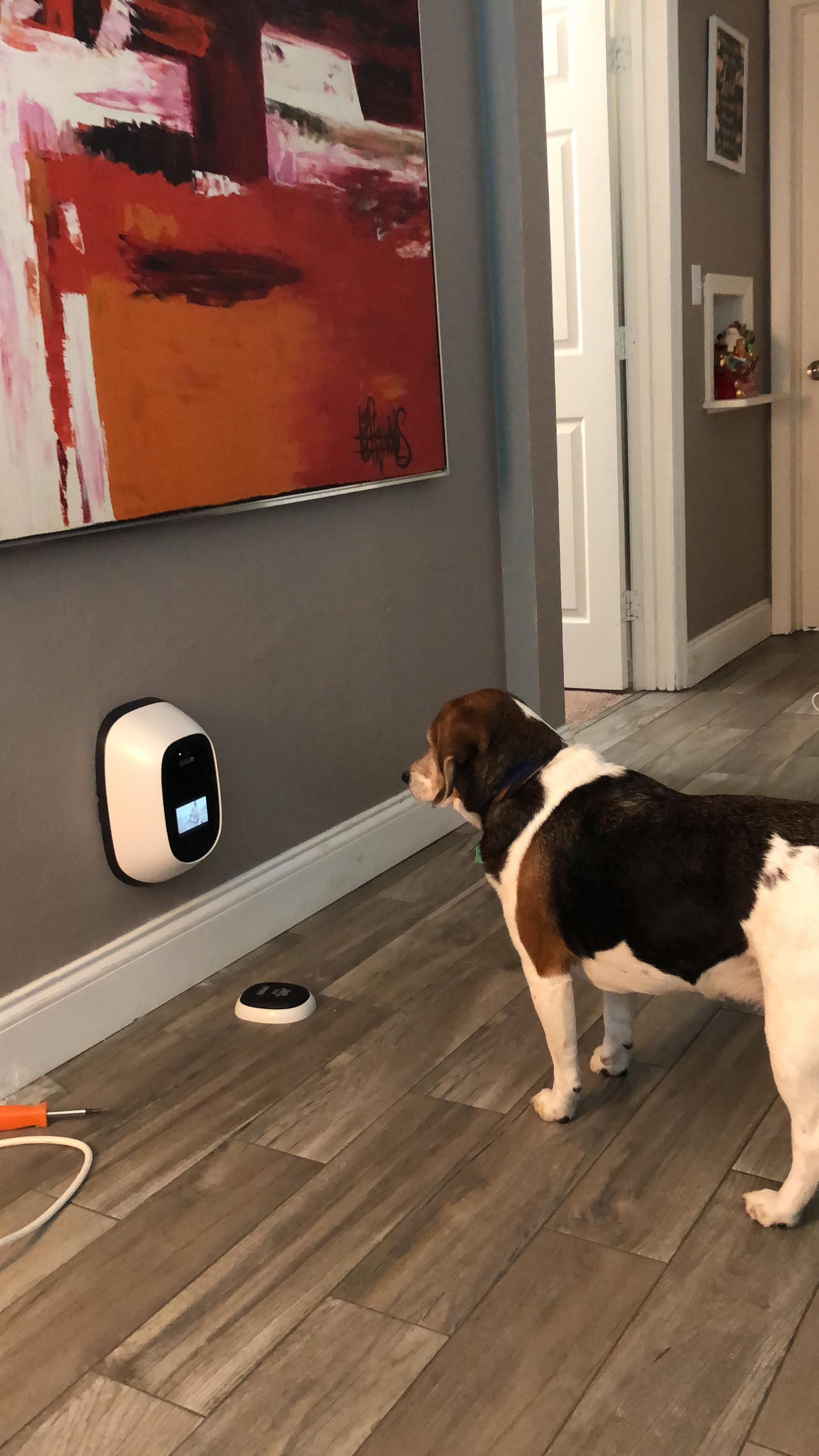 We got a pet cam for Christmas that also has “dog tv”. It plays music and pictures of other dogs. She’s been watching for a while now. She’s turned into a hooman.