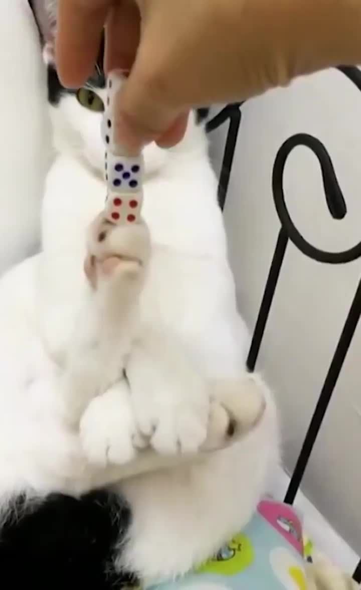 Pawsome skills