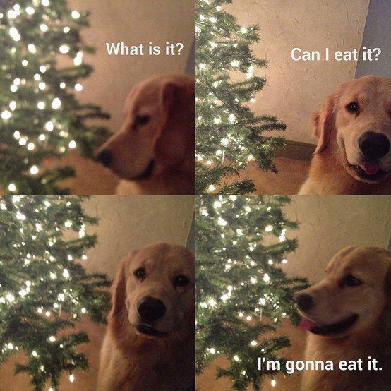 my-dog-will-eat-anything-except-dog-food