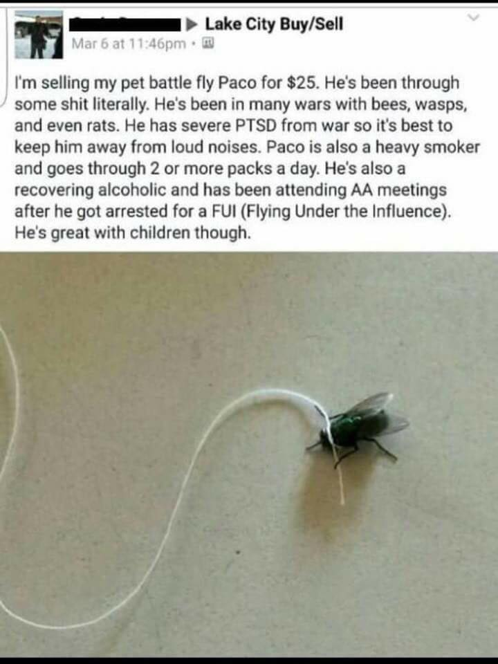Pet