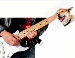 dog