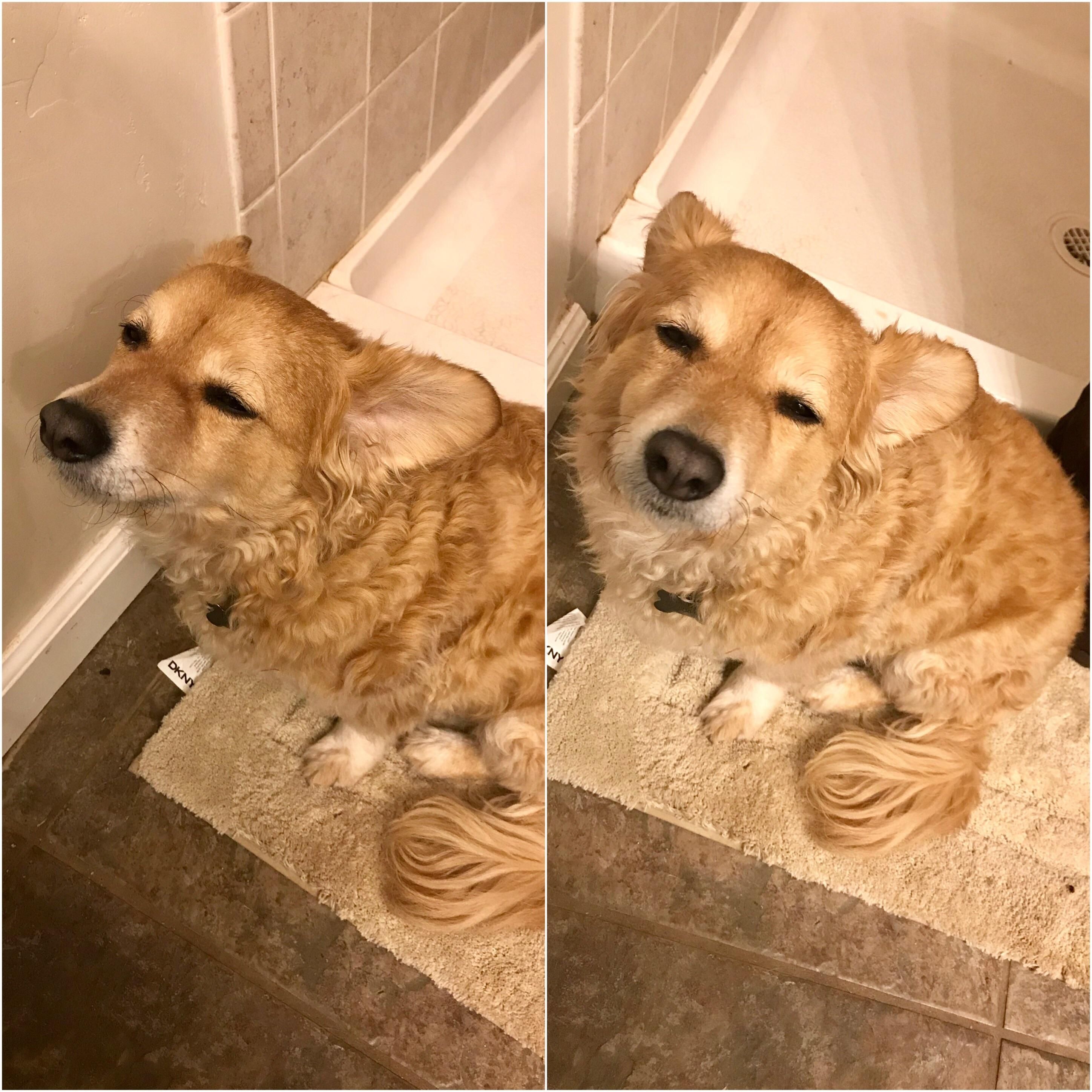 My dog was extremely tired, but just HAD to follow me into the bathroom in the middle of the night.