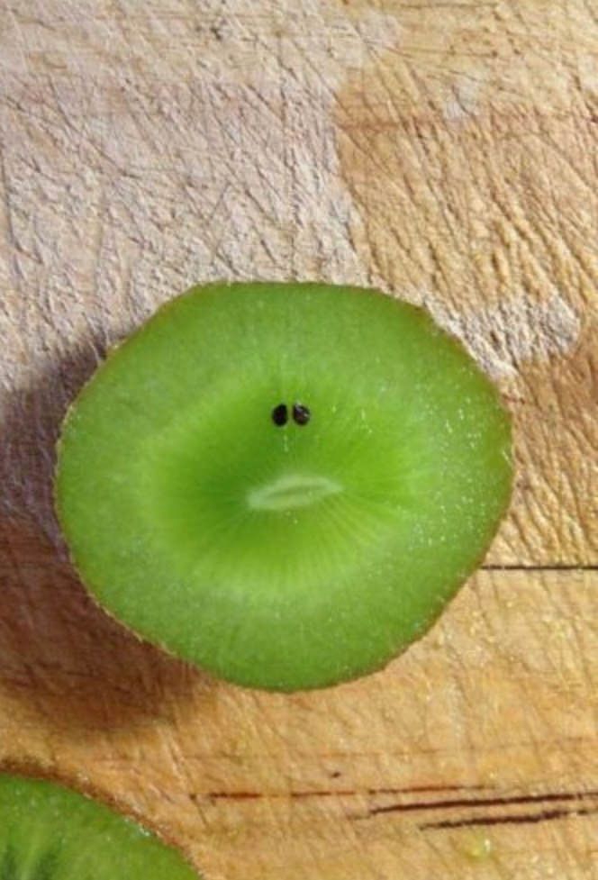 Great, now I feel bad for eating a damn kiwi...