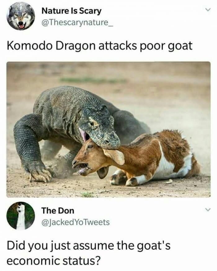 Poor goat...