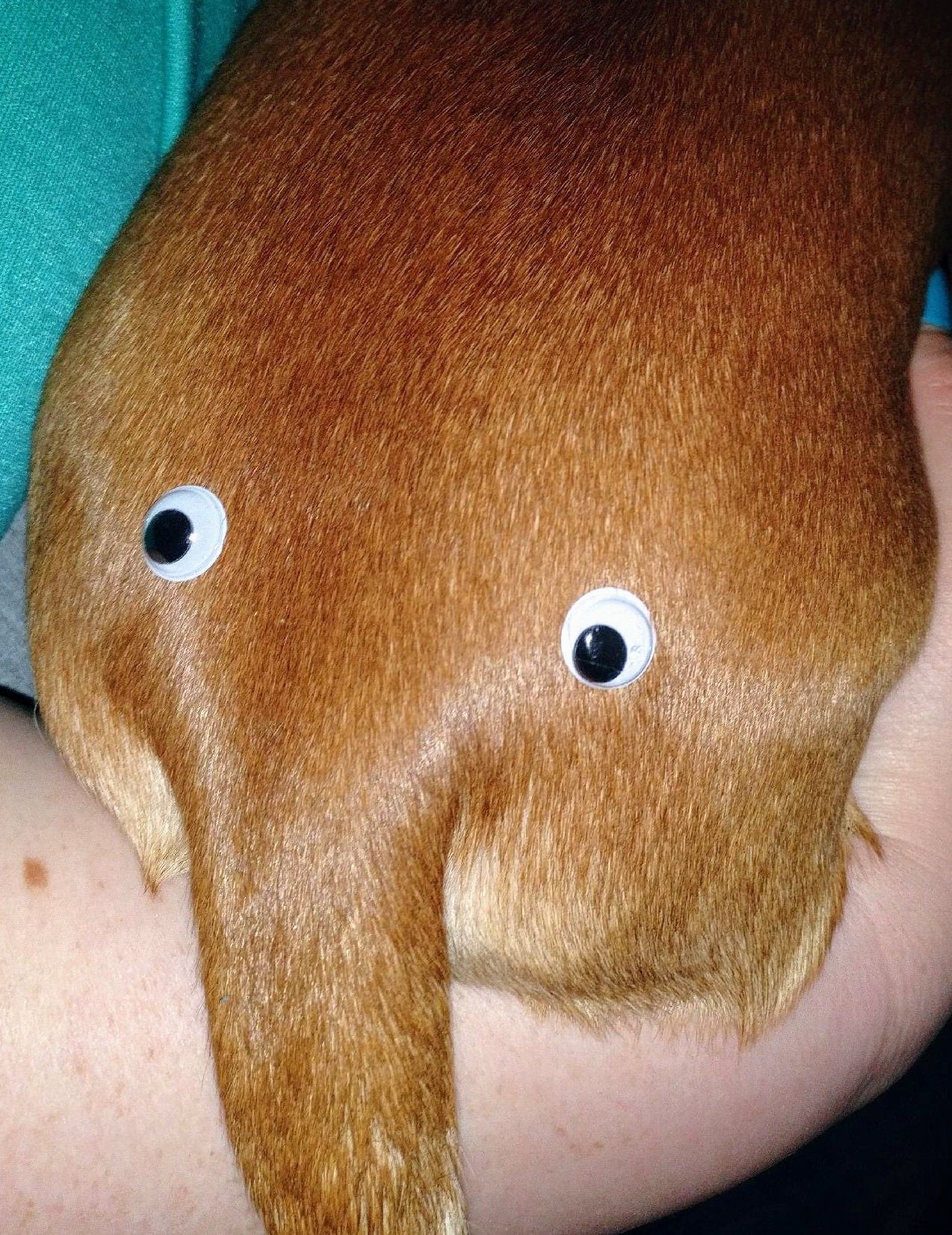 My boyfriend ordered 500 googly eyes "for reasons" and this is one of the first things he did.