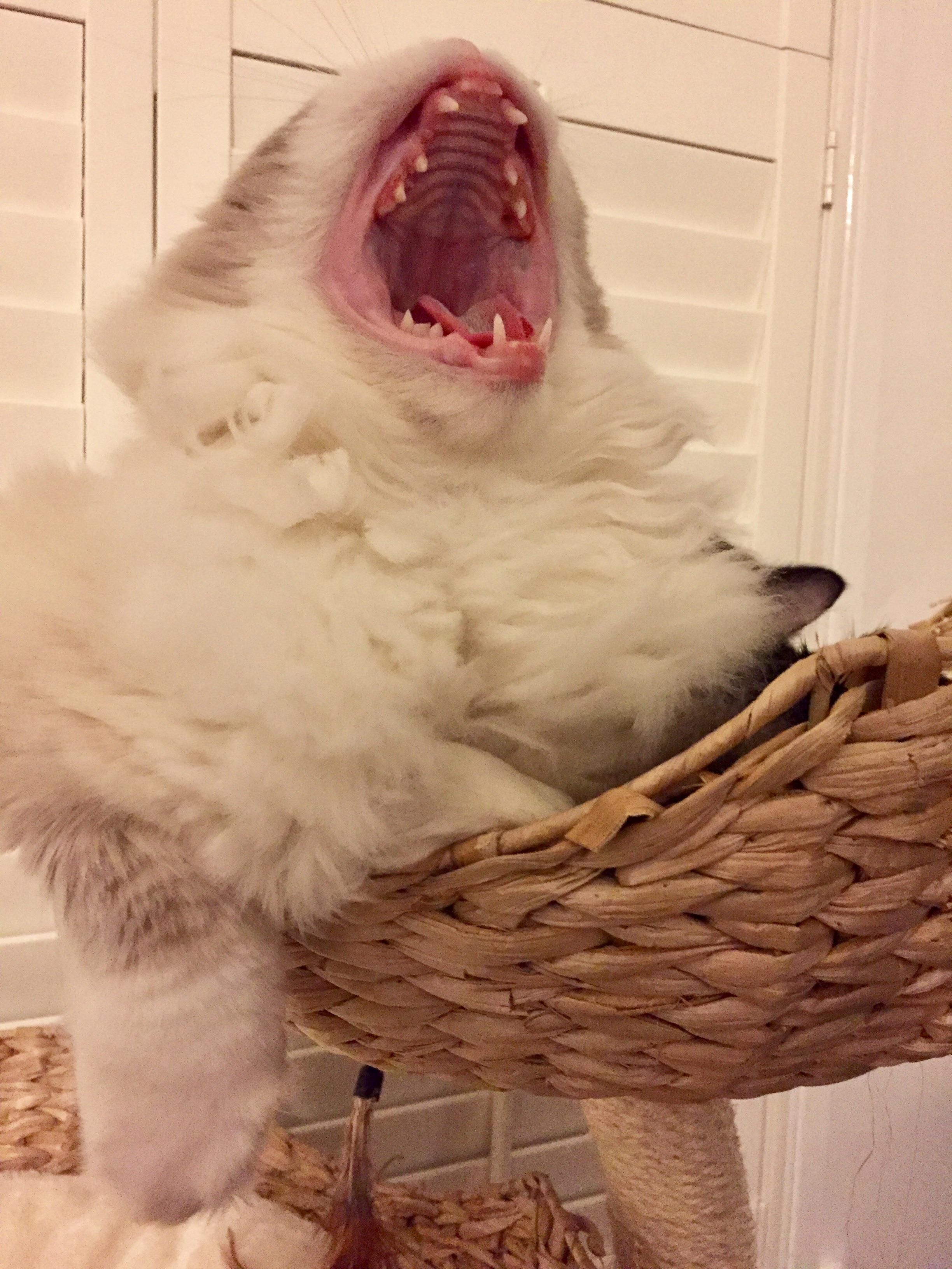 Caught my kitten either mid yawn or mid transformation into the creature from The Thing.