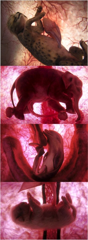 Stunning &quot;Inside the Womb&quot; Photos