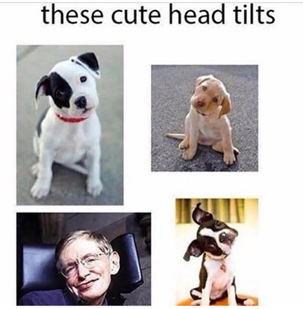 Stephen Dogking