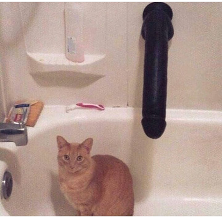 This cat has seen everything